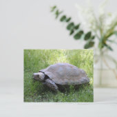 Wildlife Brown Tortoise Foto Briefkaart (Staand voorkant)