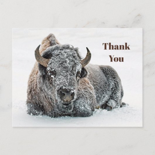 Wildlife Buffalo Sneeuw Foto Bedankt Briefkaart (Voorkant)