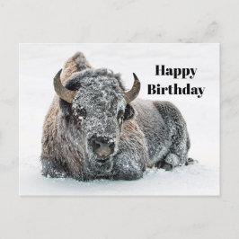 Wildlife Buffalo Sneeuw Foto Verjaardag Briefkaart