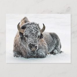 Wildlife Buffalo Sneeuwfoto Briefkaart