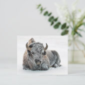 Wildlife Buffalo Sneeuwfoto Briefkaart (Staand voorkant)