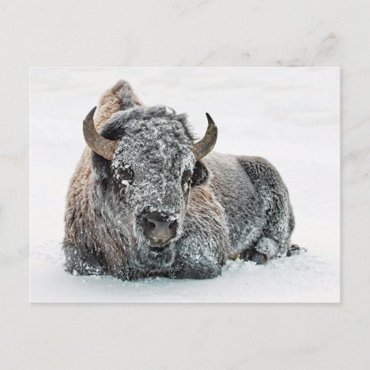 Wildlife Buffalo Sneeuwfoto Briefkaart (Voorkant)