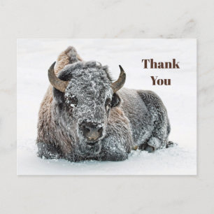 Wildlife Buffalo Sneeuwfoto Hartelijk dank Briefkaart