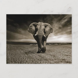 Wildlife Bull Elephant Photo Briefkaart