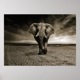 Wildlife Bull Elephant Photo Poster