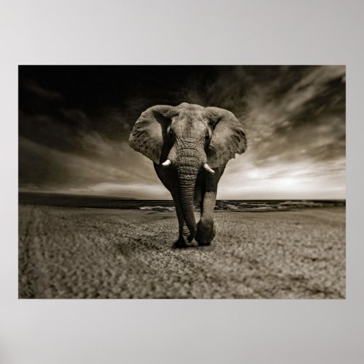 Wildlife Bull Elephant Photo Poster (Voorkant)
