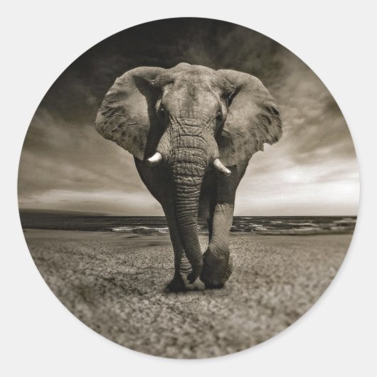Wildlife Bull Elephant Photo Ronde Sticker (Voorkant)