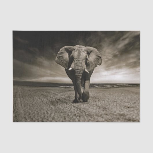 Wildlife Bull Elephant Photo Tissuepapier (Voorkant)
