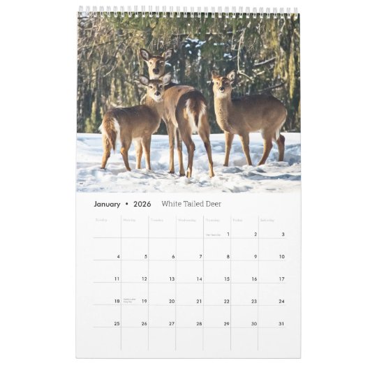 Wildlife Calendar Kalender (Jan 2026)