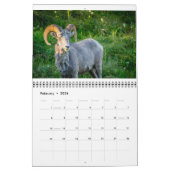 Wildlife Calendar Kalender (Feb 2026)