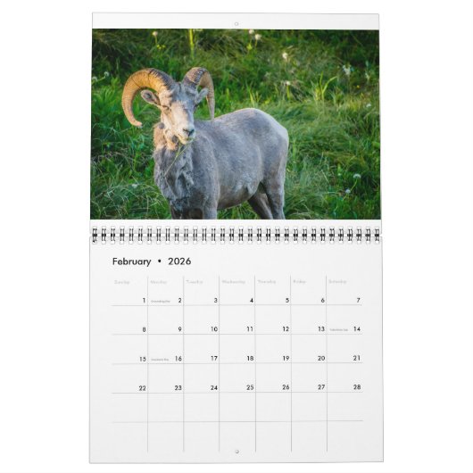 Wildlife Calendar Kalender (Feb 2026)