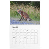 Wildlife Calendar, Red Foxes Kalender (Mar 2027)