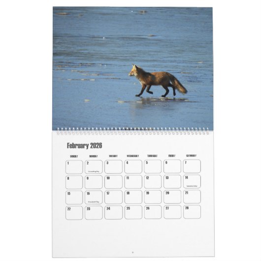 Wildlife Calendar, Red Foxes Kalender (Feb 2026)
