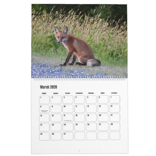 Wildlife Calendar, Red Foxes Kalender (Mar 2026)