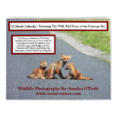 Wildlife Calendar, Red Foxes Kalender (Hoes)