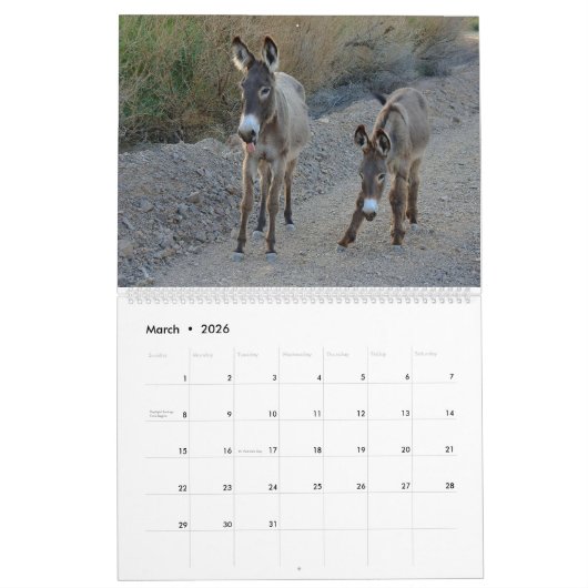 Wildlife Calendar, wild donkeys, burros, desert Kalender (Mar 2026)
