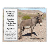 Wildlife Calendar, wild donkeys, burros, desert Kalender (Hoes)