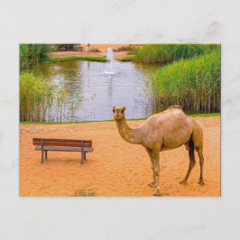 Wildlife Camel Oasis Foto Briefkaart