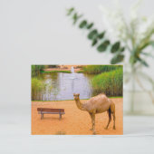 Wildlife Camel Oasis Foto Briefkaart (Staand voorkant)