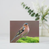 Wildlife Chaffinch-foto Briefkaart (Staand voorkant)