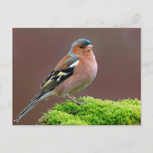 Wildlife Chaffinch-foto Briefkaart (Voorkant)