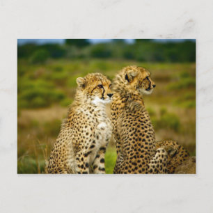 Wildlife Cheetah Foto Briefkaart