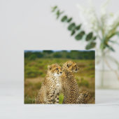Wildlife Cheetah Foto Briefkaart (Staand voorkant)