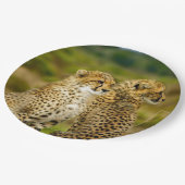 Wildlife Cheetah Foto Papieren Bordje (Gekanteld)