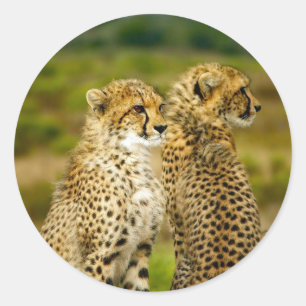 Wildlife Cheetah Foto Ronde Sticker