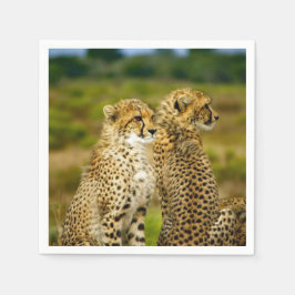 Wildlife Cheetah Foto Servet