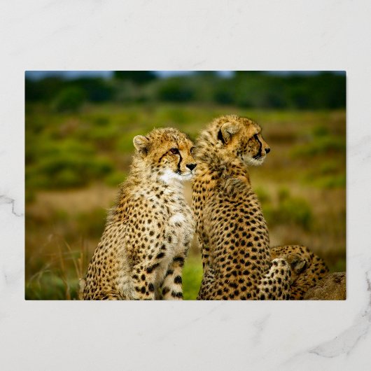 Wildlife Cheetah Pair Birthday Gold Folie Uitnodiging (Achterkant)