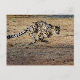 Wildlife Cheetah Running Photo Briefkaart