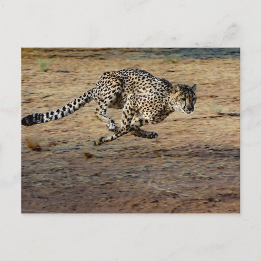Wildlife Cheetah Running Photo Briefkaart (Voorkant)