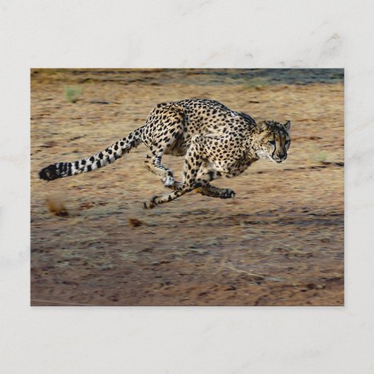 Wildlife Cheetah Running Photo Briefkaart (Voorkant)