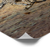 Wildlife Cheetah Running Photo Poster (Hoek)