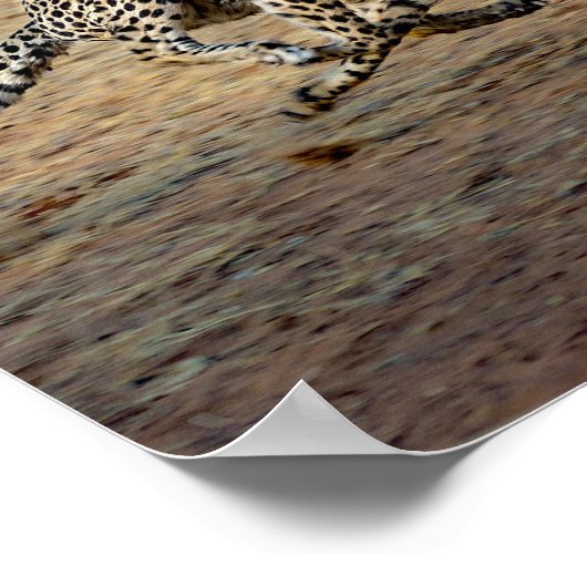 Wildlife Cheetah Running Photo Poster (Hoek)