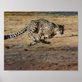 Wildlife Cheetah Running Photo Poster (Voorkant)