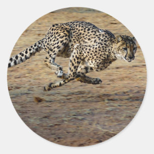 Wildlife Cheetah Running Photo Ronde Sticker