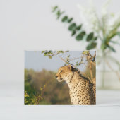 Wildlife Cheetah Side Uitzicht Briefkaart (Staand voorkant)