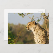 Wildlife Cheetah Side Uitzicht Briefkaart (Voorkant / Achterkant)