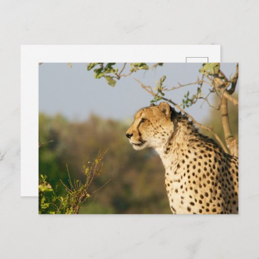 Wildlife Cheetah Side Uitzicht Briefkaart (Voorkant / Achterkant)