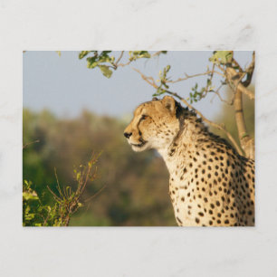 Wildlife Cheetah Side Uitzicht Briefkaart