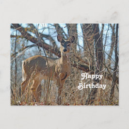 Wildlife Deer Bossen Foto Birthday Briefkaart