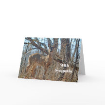 Wildlife Deer Bossen Foto Sympathy