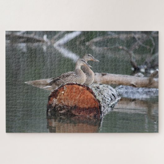 Wildlife Eend Foto Legpuzzel (Horizontaal)