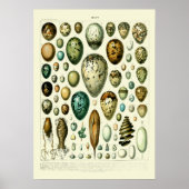 Wildlife Egg Art van Adolphe Millot Poster (Voorkant)