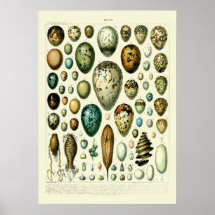  Wildlife Egg Art van Adolphe Millot Poster