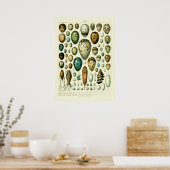 Wildlife Egg Art van Adolphe Millot Poster (Keuken)