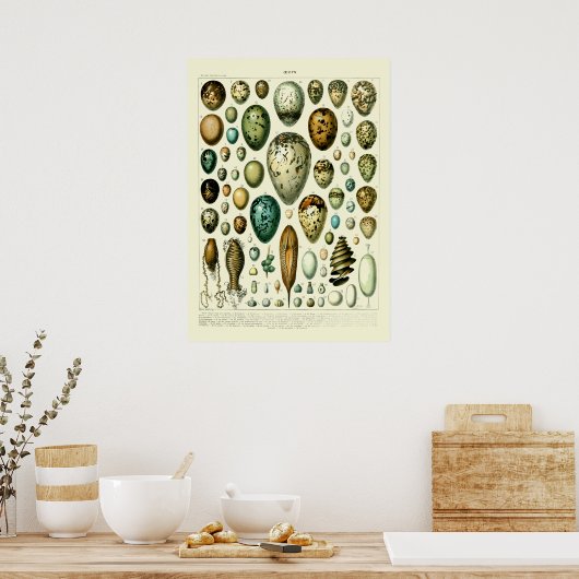 Wildlife Egg Art van Adolphe Millot Poster (Keuken)