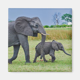 Wildlife Elephant Calf Foto Magneet